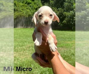 Chiweenie Dogs for adoption in Princeton, MN, USA