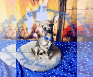 Father of the Chihuahua puppies born on 11/21/2024