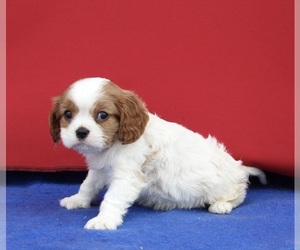 Cavalier King Charles Spaniel Puppy for sale in FREDERICKSBURG, OH, USA