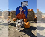 Small Photo #4 Mutt Puppy For Sale in Sandy, UT, USA