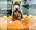 Puppy Yellow American Bully