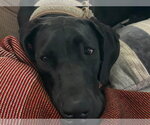 Small #4 Great Dane
