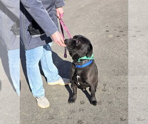 Mars Bar - Male Mutt Dog for Adoption - Photo #7