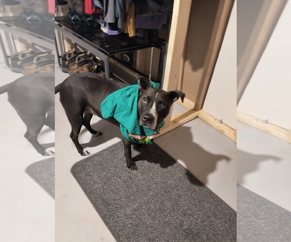 Medium Photo #4 Staffordshire Bull Terrier Puppy For Sale in Williamsburg, IA, USA