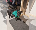 Small #3 Staffordshire Bull Terrier