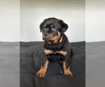 Small #4 Rottweiler