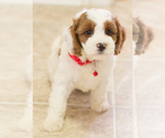 Small Photo #6 Cavapoo Puppy For Sale in BAY VIEW, WI, USA