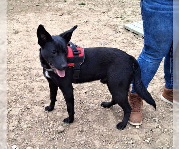 Medium Photo #2 Labrador Retriever-Unknown Mix Puppy For Sale in Mountain View, AR, USA