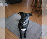 Small #2 Great Dane-Labrador Retriever Mix