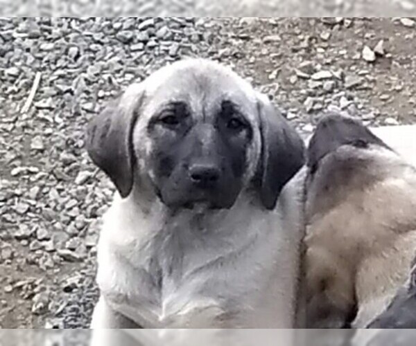 Medium Photo #9 Anatolian Shepherd Puppy For Sale in MAPLE VALLEY, WA, USA