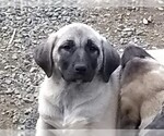 Small Photo #9 Anatolian Shepherd Puppy For Sale in MAPLE VALLEY, WA, USA