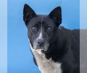 Labrador Retriever Dogs for adoption in Pasadena, CA, USA