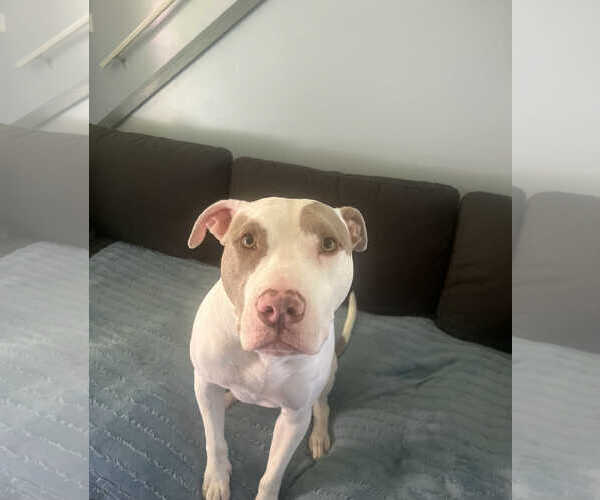 Medium Photo #1 American Pit Bull Terrier-Unknown Mix Puppy For Sale in SHERBURNE, NY, USA