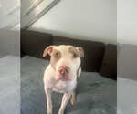 Small American Pit Bull Terrier Mix