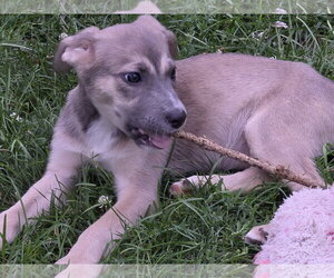 Collie-Unknown Mix Dogs for adoption in Marine City, MI, USA