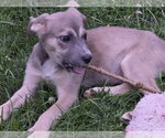 Small Collie Mix