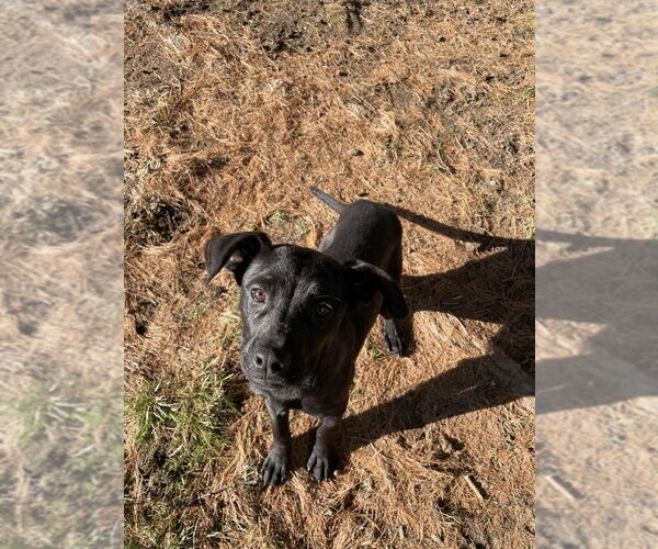 Medium Photo #2 Mutt Puppy For Sale in Evansville, IN, USA