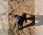 Small #1 Mutt
