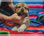 Puppy 4 Great Pyrenees-Rottweiler Mix