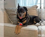 Small #3 Labrador Retriever Mix