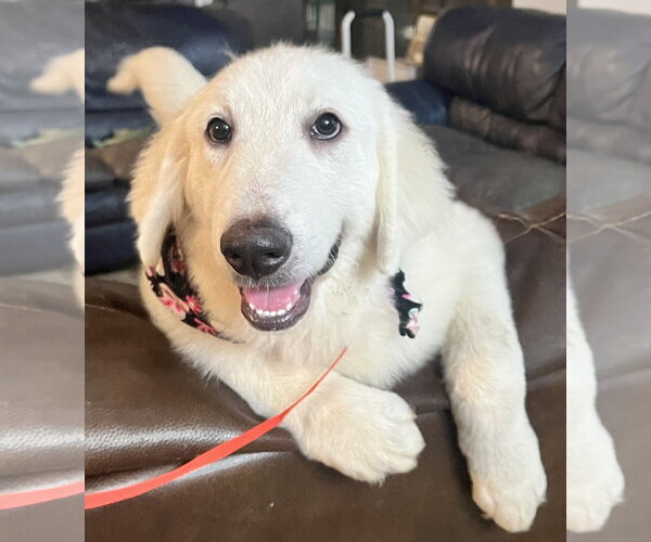 Medium Photo #5 Great Pyrenees Puppy For Sale in Spring, TX, USA