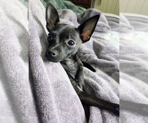 Italian Greyhuahua Dogs for adoption in Springdale, PA, USA