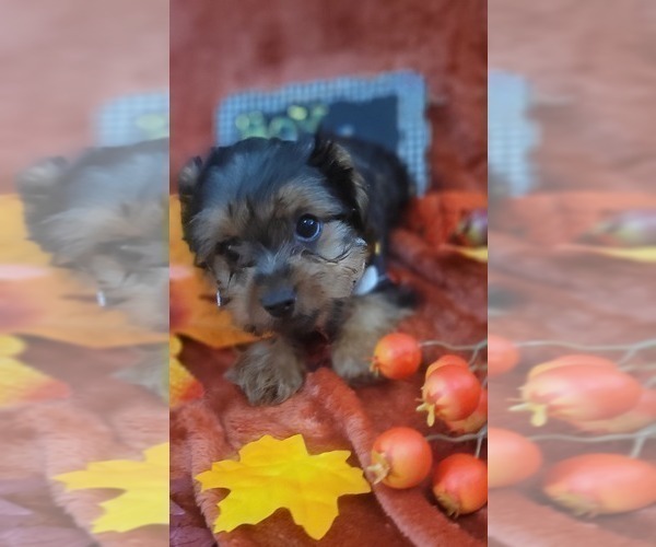 Medium Photo #10 Yorkshire Terrier Puppy For Sale in AKRON, OH, USA