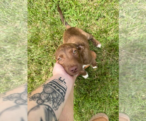 Medium Photo #3 Border Collie-Mountain Cur Mix Puppy For Sale in Monterey, VA, USA