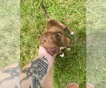 Small #2 Border Collie-Mountain Cur Mix