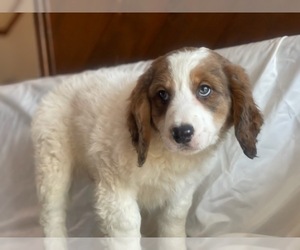 Miniature Bernedoodle Puppy for sale in INDIANAPOLIS, IN, USA