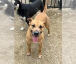 Small #1 Mutt