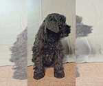 Small #8 Schnauzer (Miniature)