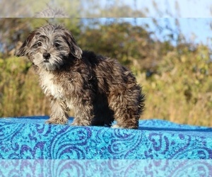 ShihPoo Puppy for sale in DYERSBURG, TN, USA