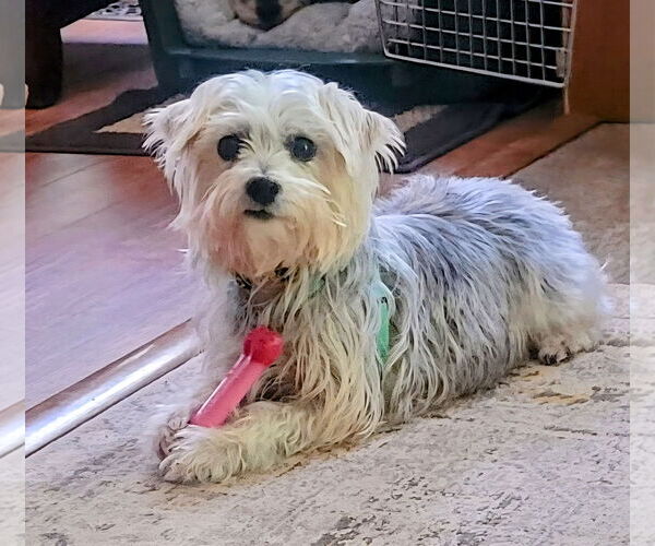 Medium Photo #8 Maltese-Unknown Mix Puppy For Sale in Greensboro, NC, USA