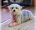 Small #7 Maltese Mix
