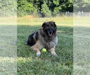 German Shepherd Dog Dogs for adoption in La Grange , NC, USA