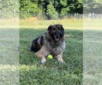 Small German Shepherd Dog