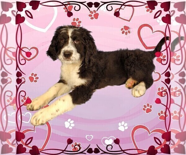 Medium Photo #48 Bernedoodle Puppy For Sale in BLACK FOREST, CO, USA