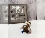 Small Photo #9 Shih Tzu Puppy For Sale in NEW YORK MILLS, MN, USA