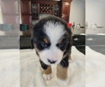 Small Photo #10 Bernese Mountain Dog Puppy For Sale in WATERFORD, MI, USA