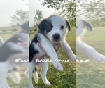 Small Photo #5 Border Collie Puppy For Sale in BUCKLIN, MO, USA