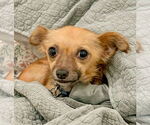 Small Photo #11 Chihuahua-Unknown Mix Puppy For Sale in Newport Beach, CA, USA