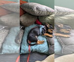 Small #3 Chiweenie