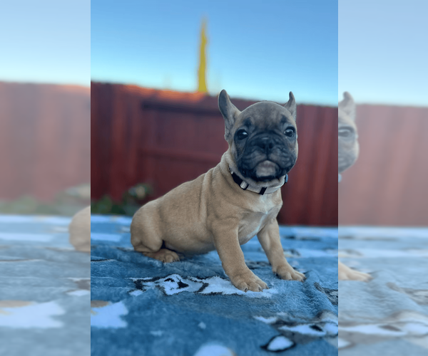 Medium Photo #4 French Bulldog Puppy For Sale in SACRAMENTO, CA, USA