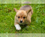 Small #1 Pembroke Welsh Corgi