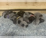 Small Photo #1 Wirehaired Pointing Griffon Puppy For Sale in LEBANON, OH, USA