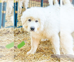 Great Pyrenees Puppy for sale in LINCOLNTON, NC, USA