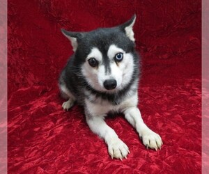 Father of the Alaskan Klee Kai puppies born on 06/07/2021
