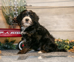 Small #1 Goldendoodle (Miniature)