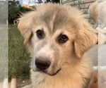Small #6 Great Pyrenees